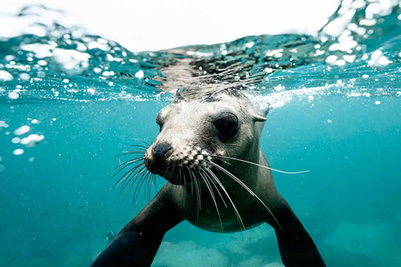 Hackathon Andromède Océanologie : protéger les écosystèmes marins sensibles au campus Digital Campus de Montpellier